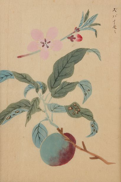JAPON, XIXe siècle Suite de 18 planches extraites du Honzô zufu, « Diagrammes et...