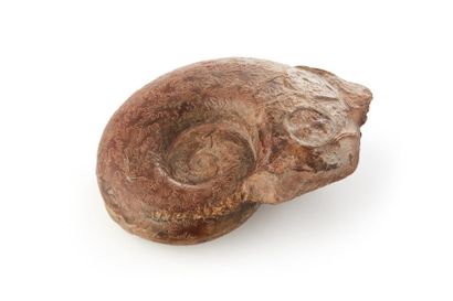 Ammonite fossilisée. Larg. : 17,5 cm