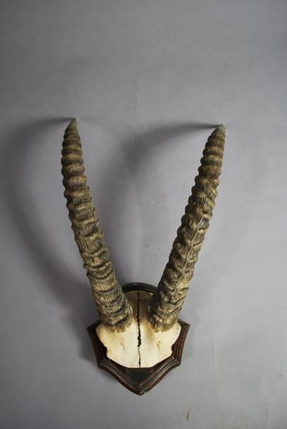null Trophée d'antilope diverse

Prélévé Goundei Chad 1960

H. : 57 cm