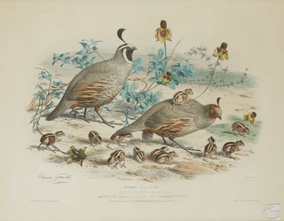 Edouard TRAVIES (1809-1869) 
Lithographie "Colins de californie"
Dim.: 35 x 55 c...