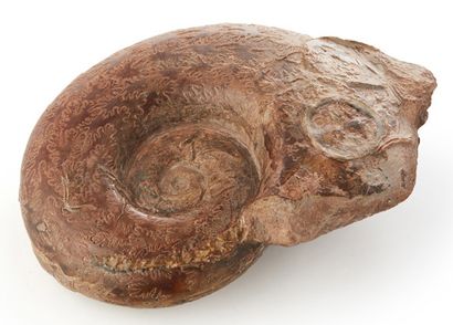 null Ammonite fossilisée.
Larg.: 17,5 cm