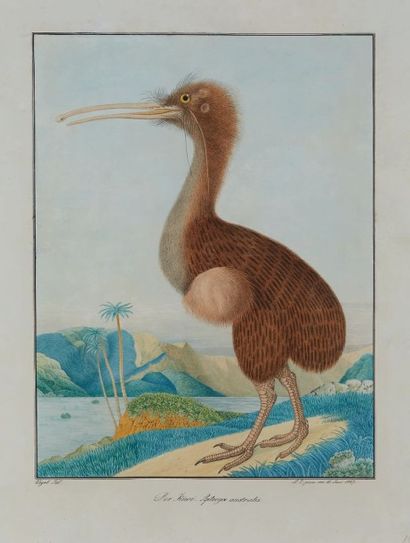 Aloys ZÖTL (1803-1887) Apteryx de Mantell
Aquarelle.
Signé et daté «A.Z.pinx. am...