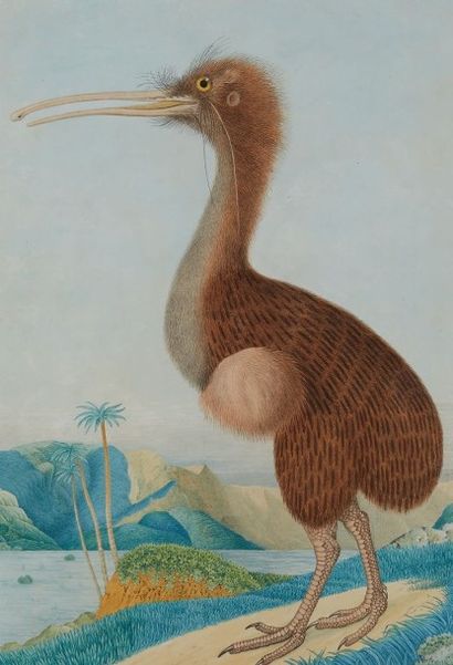 Aloys ZÖTL (1803-1887) Apteryx de Mantell
Aquarelle.
Signé et daté «A.Z.pinx. am...
