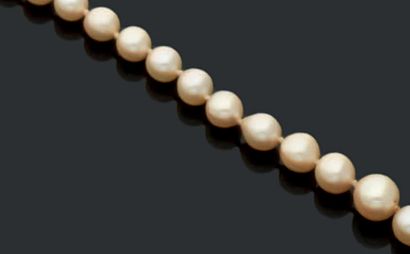 null Collier de perles de culture, le fermoir en or jaune 18K (750) orné de perles...