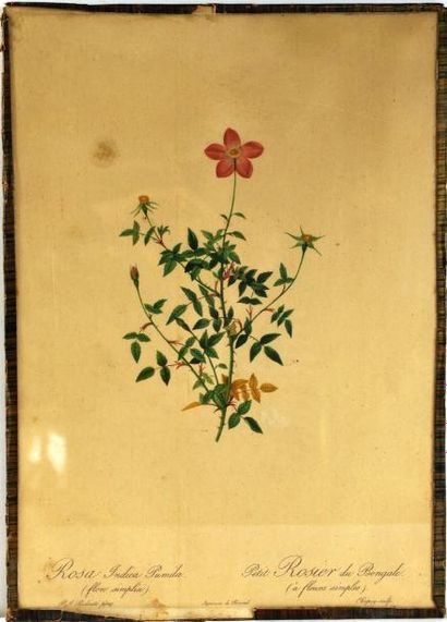 null Ensemble de10 gravures de fleurs : Rosier d'Yorck et de Lancastre, Rosier Redouté...