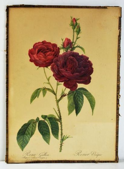 null Ensemble de10 gravures de fleurs : Rosier d'Yorck et de Lancastre, Rosier Redouté...