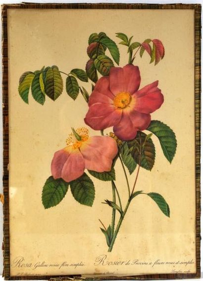 null Ensemble de10 gravures de fleurs : Rosier d'Yorck et de Lancastre, Rosier Redouté...