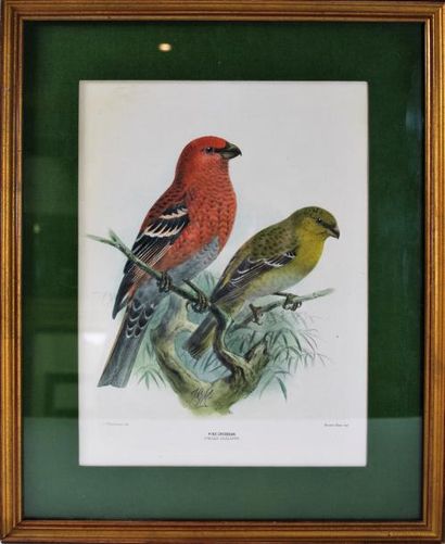 null Suite de cinq gravures en couleur figurant des oiseaux.

Epoque fin du XIXe...