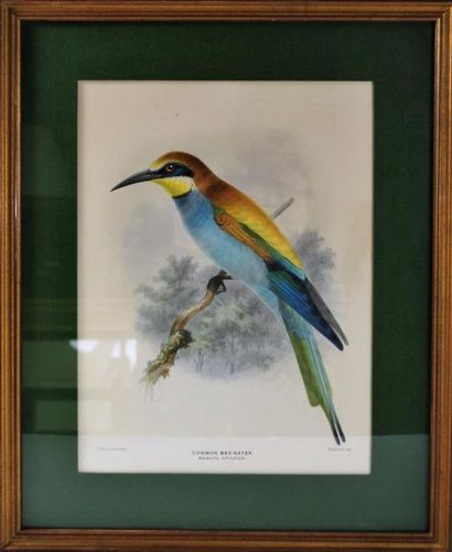 null Suite de cinq gravures en couleur figurant des oiseaux.

Epoque fin du XIXe...