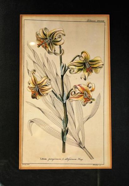 null Ensemble de quatre gravures figurant des fleurs.

Dim. (à vue) : 35 x 20 cm...