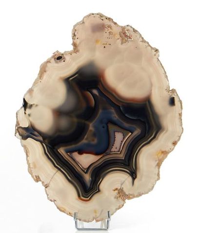 null Découpe fossile provenant de Luc sur mer
Dim.: 28 x 21,5 cm