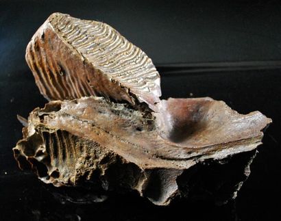null Molaire supérieure de Mammouth 
(Mammuthus primigénius)
Avec partie du crâne....