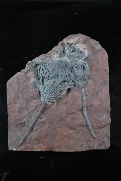 null Plaque de crinoïde fossilisée (lys des mers).
Dim. : 44 x 36 cm. 
Erfoud au...