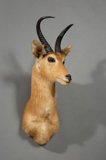 null Petite antilope en cape.
Long. : 17,5 cm - Espace : 13 cm