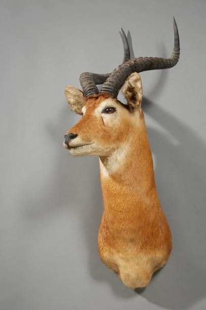 null Moyenne antilope en cape.
Long. : 44 cm - Espace : 24 cm