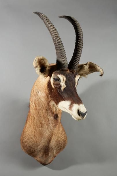 null Antilope rouanne en cape.
Long. : 54 cm - Espace : 21,5 cm