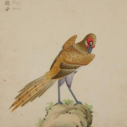 CHINE Belle suite de quatorze dessins, encres et couleurs sur papier décorés de volatiles...