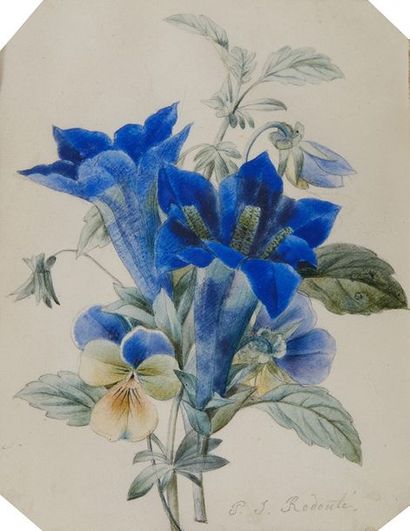 École Française du XIXe siècle 
Fleurs bleues
Dessin aquarellé sur velin, porte une...