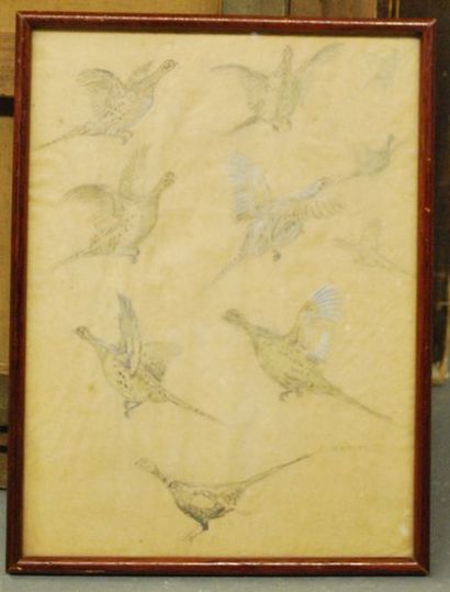 MERITE Edouard MERITE



Etude de faisans sur papiers calque