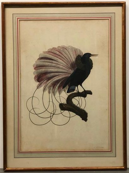 null Oiseau de paradis 



Gravure en couleur



Vers 1800



54 x 37 cm ( à vue...