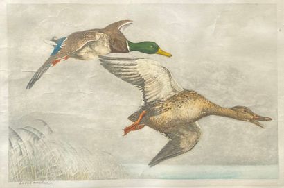 null Léon DANCHIN (1887-1938).

Vol de canards.

Aquatinte, signée au crayon en bas...