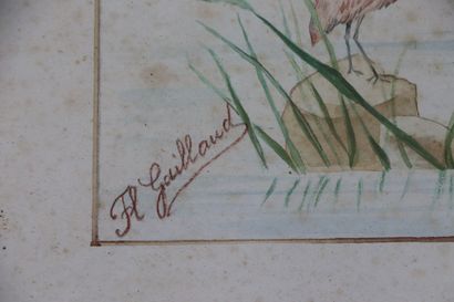 null Fl. GAILLAUD.

Oiseaux échassiers.

Aquarelle sur papier, signée en bas à gauche.

H_34,5...