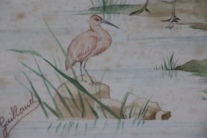 null Fl. GAILLAUD.

Oiseaux échassiers.

Aquarelle sur papier, signée en bas à gauche.

H_34,5...