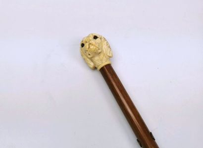 null Cane with ivory knob decorated with a dog's head (poodle?), the eyes in inlaid...