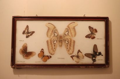 null Cinq encadrements contenant des papillons.

H_15 cm à 53 cm
