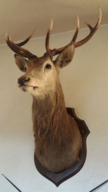 null Trophy of deer 8 horns.

Naturalized in cape on oak escutcheon.

H_125 cm