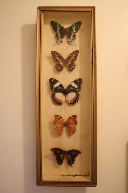 null Cinq encadrements contenant des papillons.

H_15 cm à 53 cm