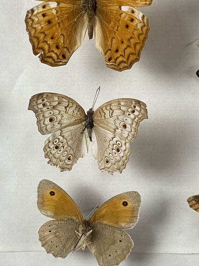 null Ensemble de trois cadres en bois contenant des papillons et insectes naturalisés....