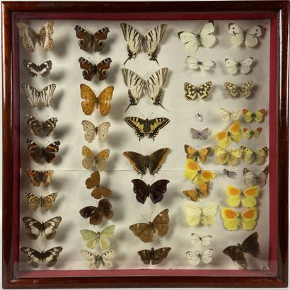 null Ensemble de trois cadres en bois contenant des papillons et insectes naturalisés....