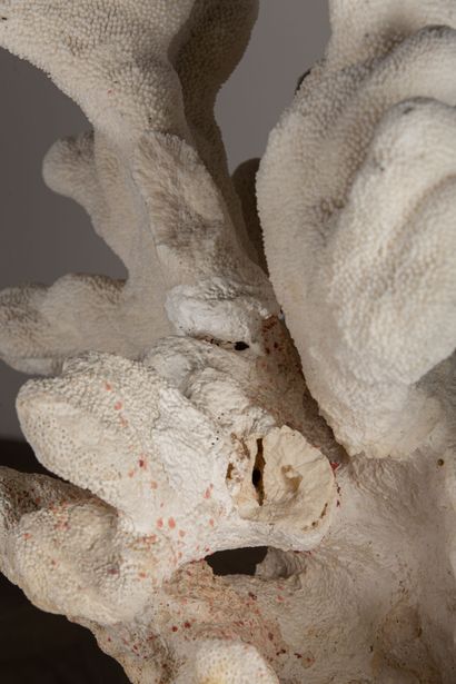 null Coral called "cat's paw", presented on a base.
H_45 cm L_70 cm. 
Elkhorn Coral,...