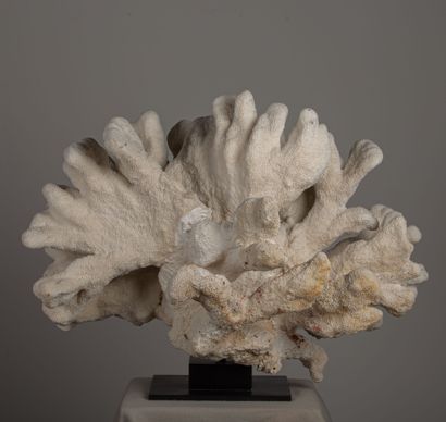 null Corail dit "patte de chat", présenté sur socle.
H_45 cm L_70 cm. 
Elkhorn Coral,...