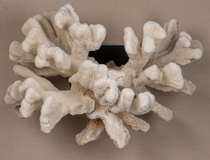null Coral called "cat's paw", presented on a base.
H_45 cm L_70 cm. 
Elkhorn Coral,...
