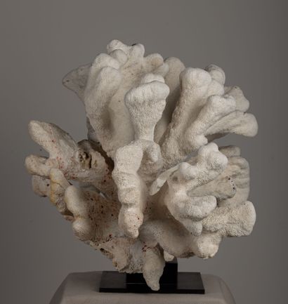 null Corail dit "patte de chat", présenté sur socle.
H_45 cm L_70 cm. 
Elkhorn Coral,...