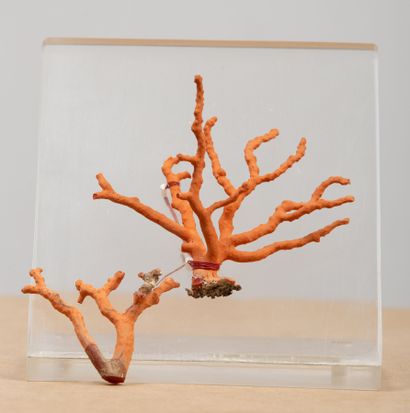 null Branche de corail, montée sur plexiglass et une autre branche.
H_11 cm