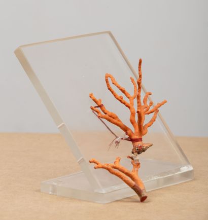 null Branche de corail, montée sur plexiglass et une autre branche.
H_11 cm
