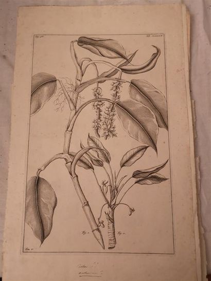 null [BOTANIQUE] RUMPH, Georg Everhard), Herbarium Amboinense [] quod et insuper...