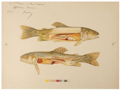 VAVON (Antoine) Trout, its morals, the art of fishing.
Drawing by Cousyn and Clérin....