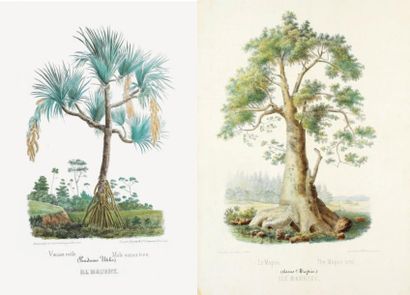 PITOT, Ed. (Flore de l'Ile Maurice) Port-Louis, Devaux & C.ie, 1850. Col. Lot de...