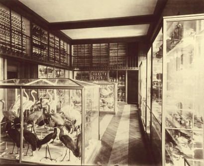 Adolphus PEPPER (1836 -?) Galerie de zoologie du Museum d'histoire naturelle, les...
