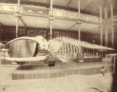 Pierre Petit (1831-1909) Galerie de zoologie du Museum d'histoire naturelle, la baleine,...