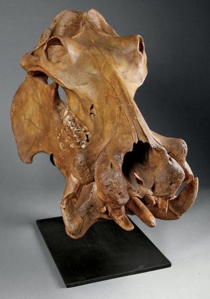 Imposant Crâne d'Hippopotame mâle de dix...