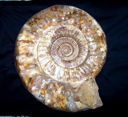 null AMMONITE de Madagascar présentant des belles couleurs, sur socle en acier. Cranosphinctes,...