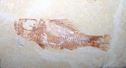 null Lot: POISSON fossile sur plaque. Liban. L: 7cm. POISSON fossile sur plaque....