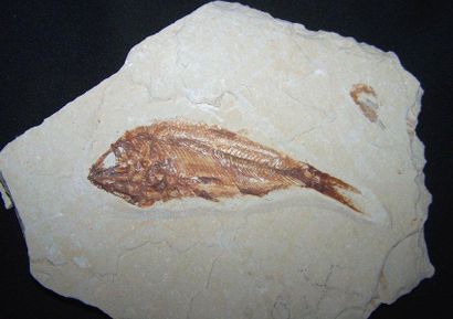 null Lot: POISSON fossile sur plaque. Cténothrissa, Liban, crétacé supérieur. L:...