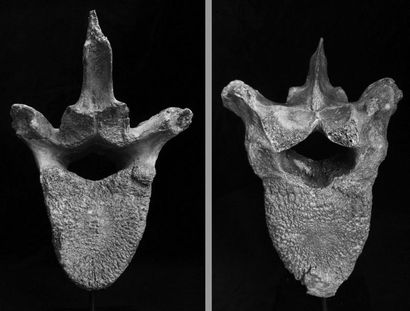 null Très sculpturale VERTÈBRE de Mammouth sur socle. Eémien 40 000 ans av. J-C....