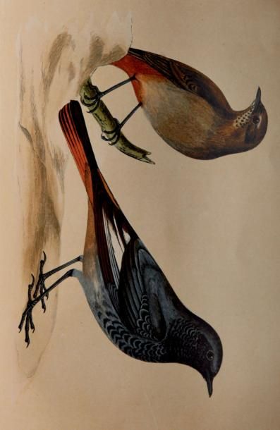 MORRIS (F.-O.) A History of British Birds. Londres, Groombridge, 1866; 6 vol. gr....